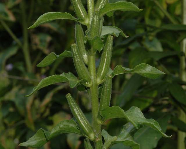 گل مغربی Oenothera erythrosepala 5